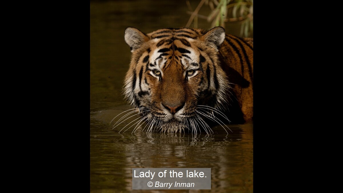 Lady of the lake.